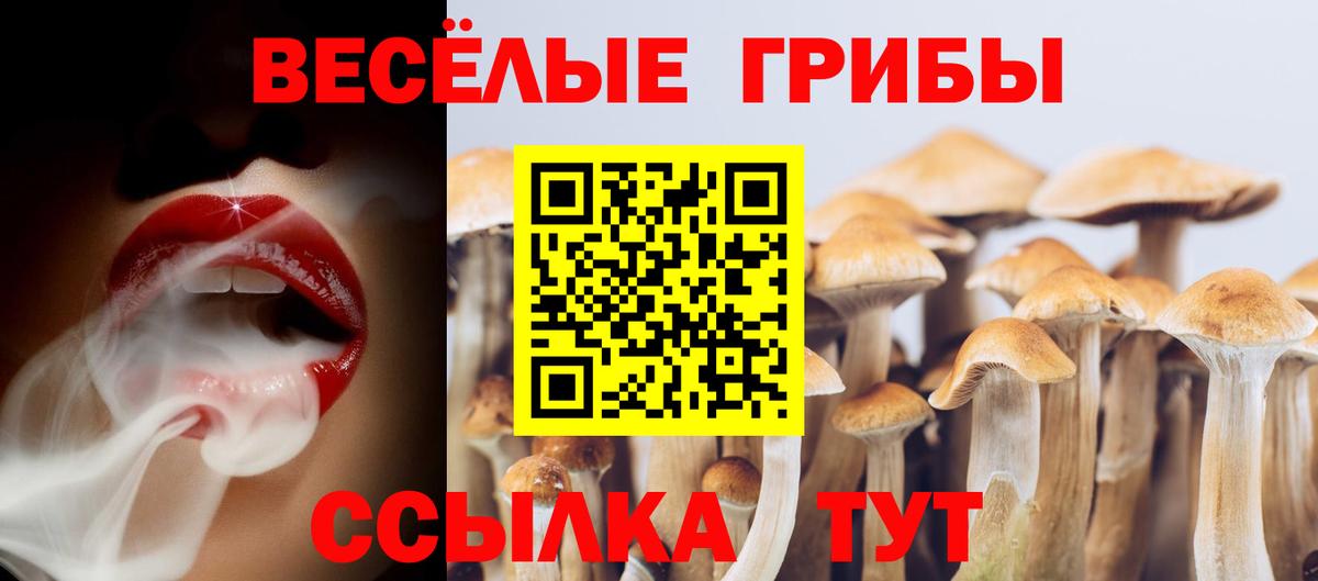 закладки  Галлюциногенные грибы Cubensis  Вход с VPN  Котовск 
